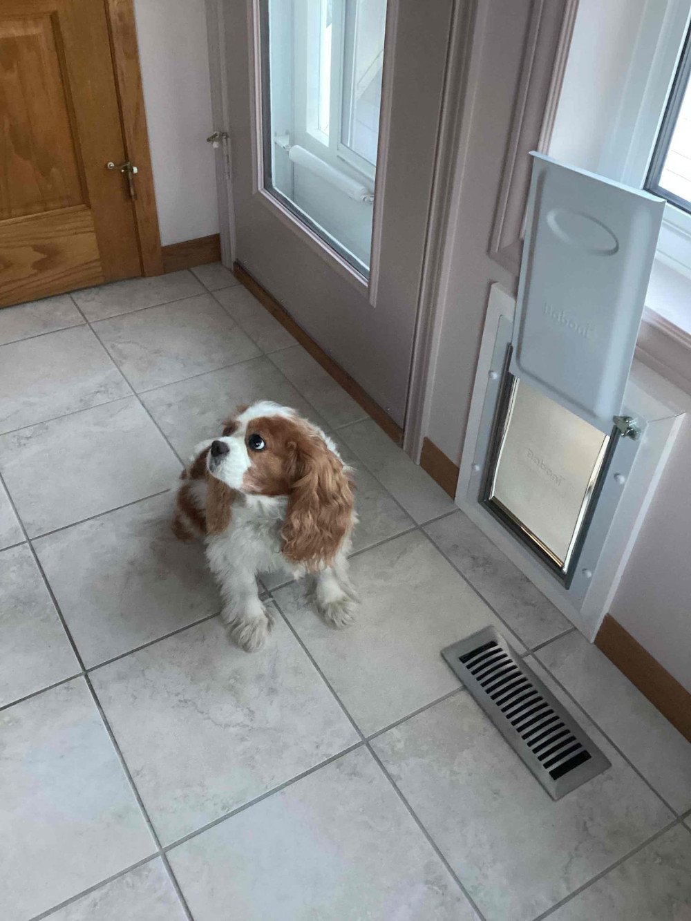 Doggy Door